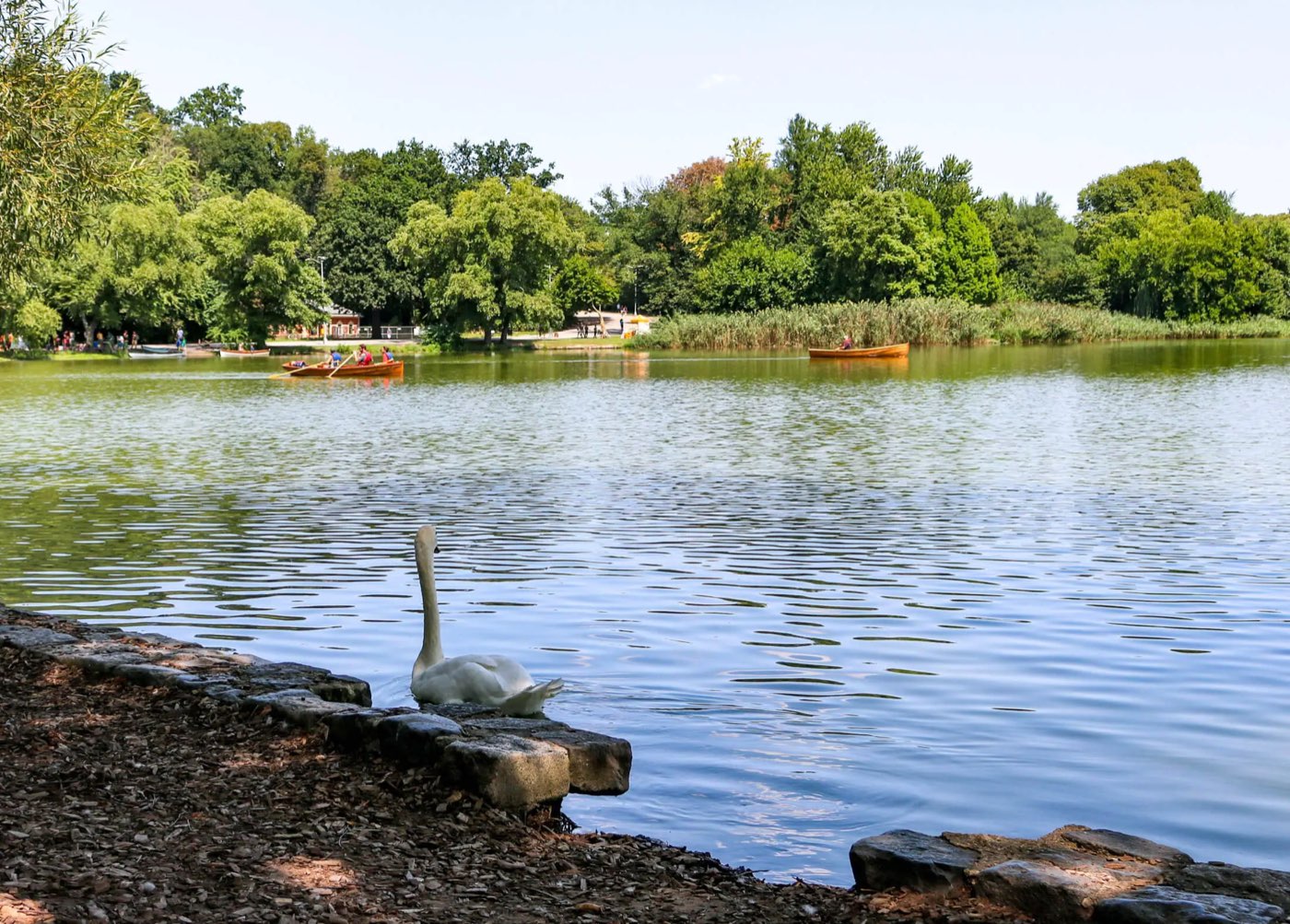 A swan on the lake at Prospect Park